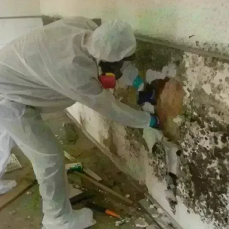 Mold Remediation and Removal in Crystal Lake, IL